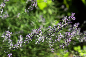 Blooming lilac lavender, close up, background. Fragrant beautiful flowers bloom in summer in the garden