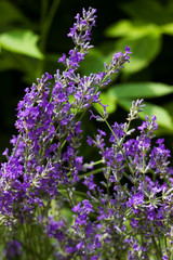 .Blooming lilac lavender, close up, background. Fragrant beautiful flowers bloom in summer in the garden