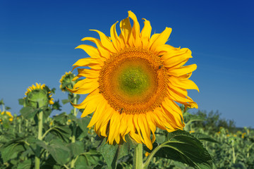 flower of sunflower closeup in agriculture field with bees