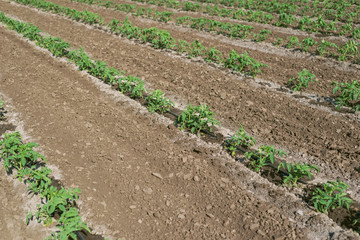 Fototapeta na wymiar little green tomatoes shots in agriculture field. industrial cultivation of agricultural crops.