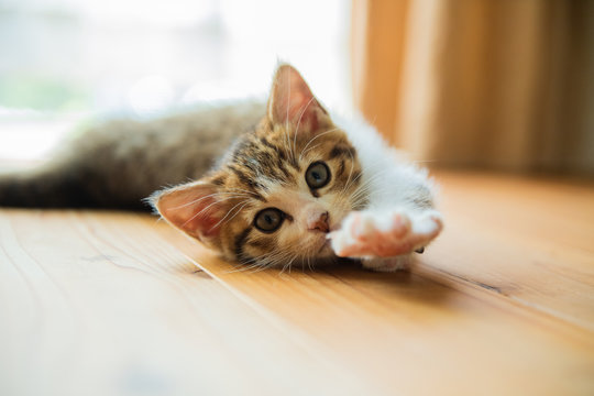 猫 Images – Browse 188,508 Stock Photos, Vectors, and Video