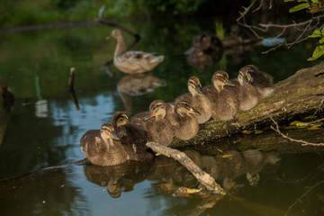 Cute mallard ducklings resting at the flooded log