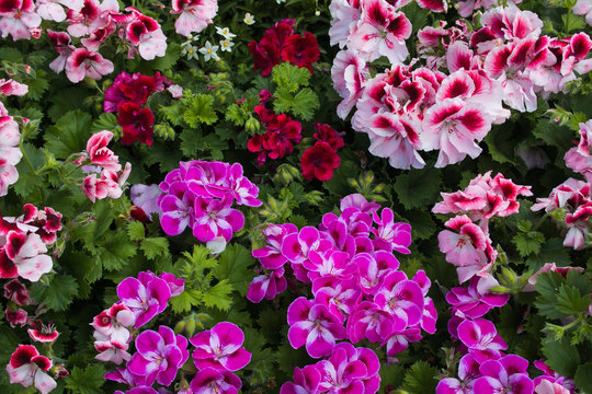 Sfondo floreale con vari fiori di geraneo