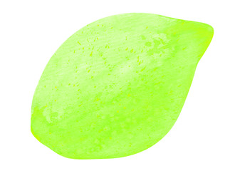 juicy shining lime, green watercolor citrus, isolated on white.