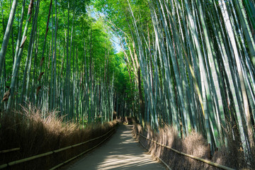 Fototapeta premium 京都 嵯峨野 竹林の道