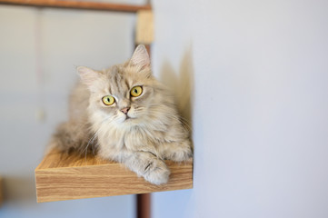 Cute cats playing at home.
