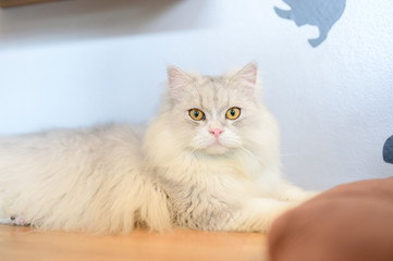 Cute cats playing at home.