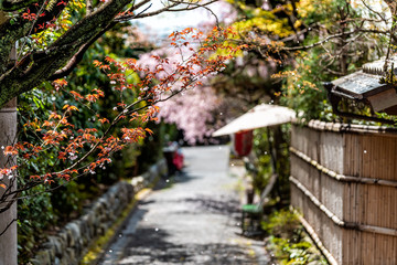 Fototapeta na wymiar Kyoto residential neighborhood in spring with cherry blossom flower petals falling in April in Japan by traditional narrow alley street