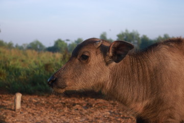 Fototapeta premium Dawn in Vietnam