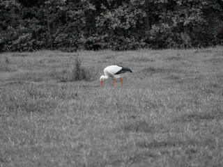 Stork Black and White