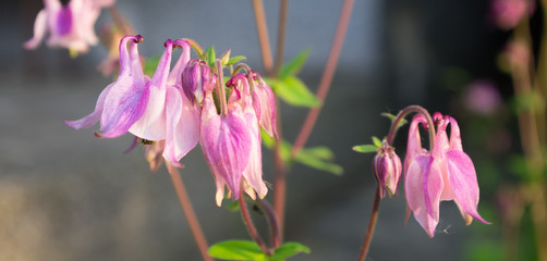 Pink columbine