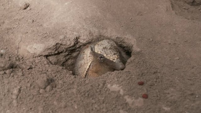 Handheld, medium close up shot of a Pichi Armadillo crawling out of dirt hole.