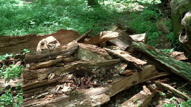 Fallen and crushed tree lies in the spring forest