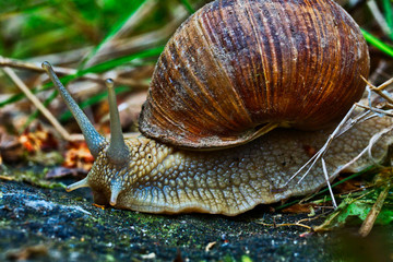 Weinbergschnecken-Liebe vor laufender Kamera
