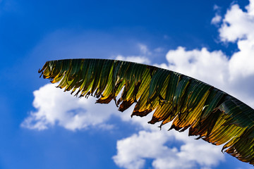 Palm leaf