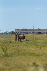 Fototapeta na wymiar A horse gallops across a field on a farm in the summer.