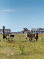 A horse gallops across a field on a farm in the summer.