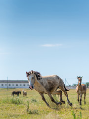A horse gallops across a field on a farm in the summer.