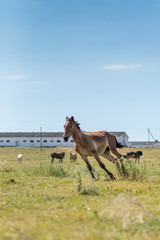 A horse gallops across a field on a farm in the summer.