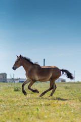 A horse gallops across a field on a farm in the summer.