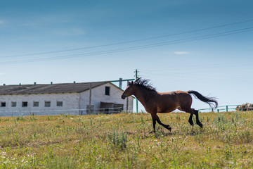 A horse gallops across a field on a farm in the summer.