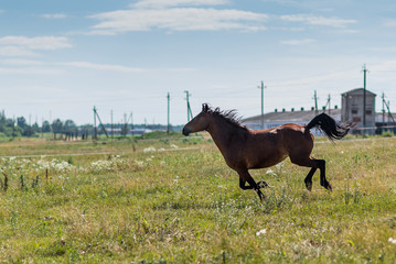 A horse gallops across a field on a farm in the summer.
