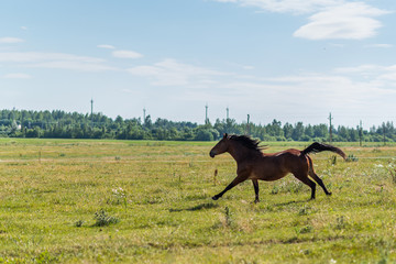 A horse gallops across a field on a farm in the summer.
