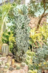 Fototapeta premium Botanical garden with tropical plants and flowers indoors in sunlight