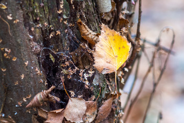 A yellow dry birch leaf that is stuck in a web_