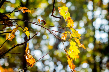 Yellow and orange oak leaves on a tree in the background of the forest_