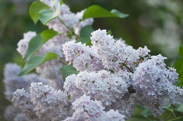 Lilac flowers in a garden, close up shot