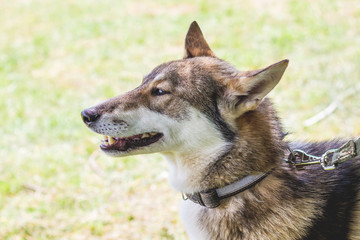 Naklejka na ściany i meble Portrait a dog of breed west siberian laika closeup in profile_
