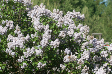 Lilac flowers in a garden