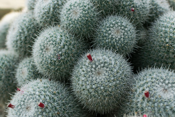 Macro photo of spiky and fluffy cactus, cactaceae or cacti
