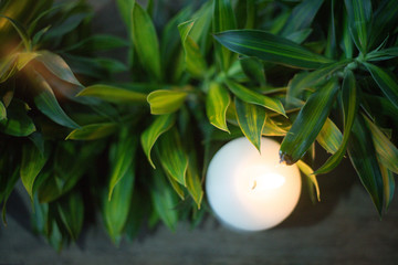 Little candle with plant