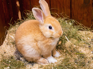 A small orange rabbit in a cage with dry grass_