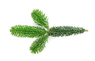 Natural green spruce twig background or texture