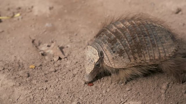 Handheld, medium close up shot of a Pichi Armadillo searching for and eating food.