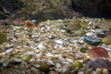 die shell in saltwater colored coral aquarium wildlife