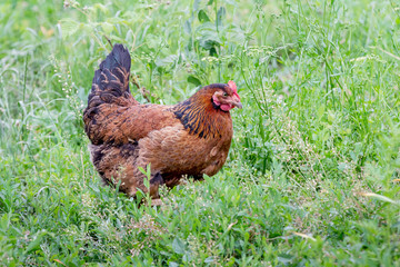 The brown chicken goes on the grass in the garden of the farm_