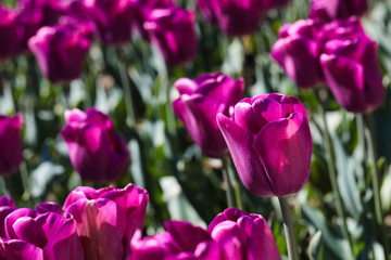 Fototapeta premium Beautiful bouquet of tulips nature background.