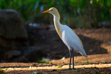 Beautiful Portrait of a Cattle Egretin its natural habitat in a soft blurry background