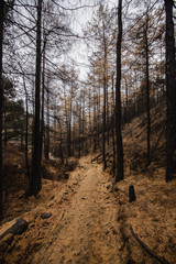 hiking trail through larch autumn forest