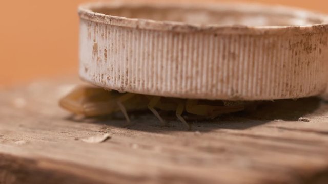Steady, close up shot of a Buthidae scorpion hiding underneath a lid, it crawls out of frame.