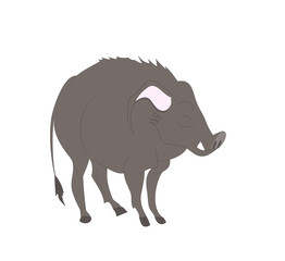 vector illustration of a boar that stands, drawing color, vector