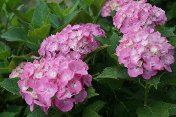 pink flowers in the garden