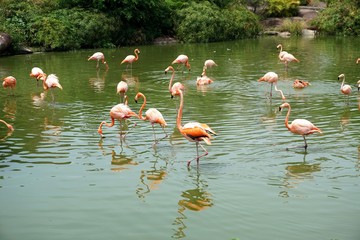 flock of flamingos - 275034491