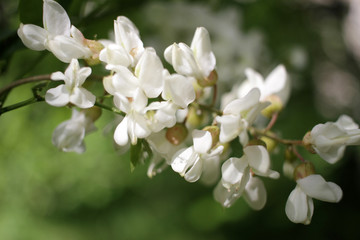 Obraz premium Acacia tree flowers blooming in the spring. Acacia flowers branch with a green background. Floral pattern.