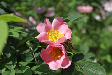 Blooming rosehip plant. Wild pink rose. Rosehip. Dog rose. 