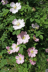 Obraz na płótnie Canvas Blooming rosehip plant. Wild pink rose. Rosehip. Dog rose. 